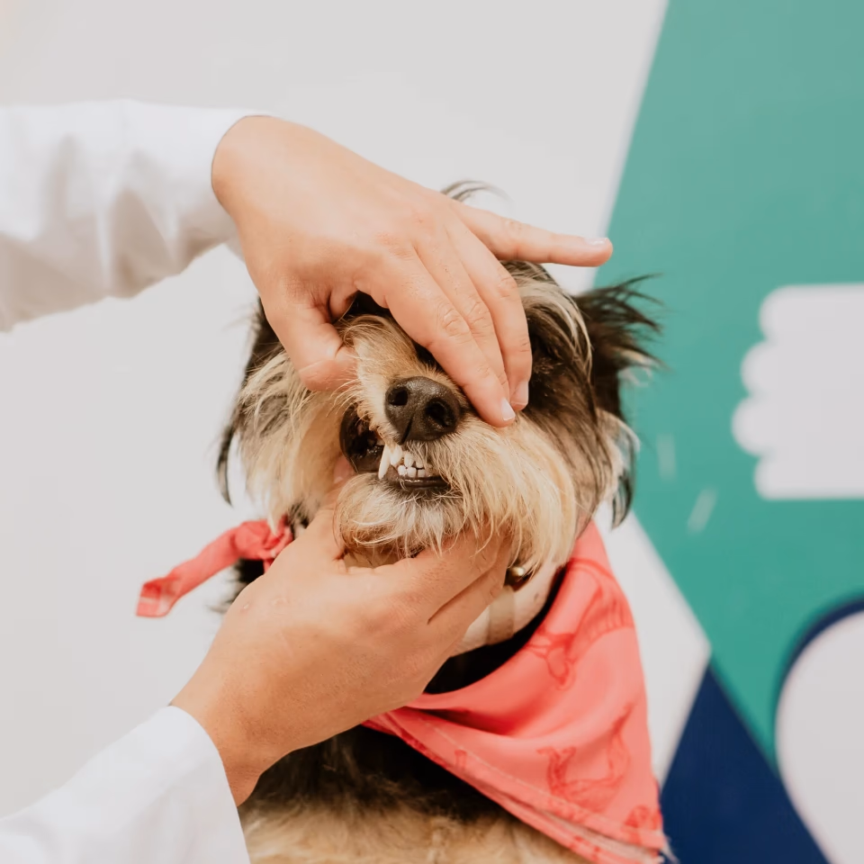 Especialidad de Odontología en Movet