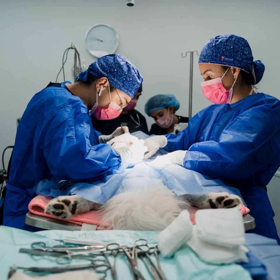 Esterilización y castración en clínicas Movet de Bogotá